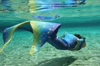 Mermaid Petting Zoo